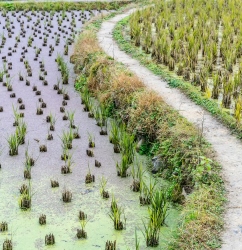 EL ARROZ DE PALS, UN PRODUCTO CON DENOMINACIÓN DE ORIGEN