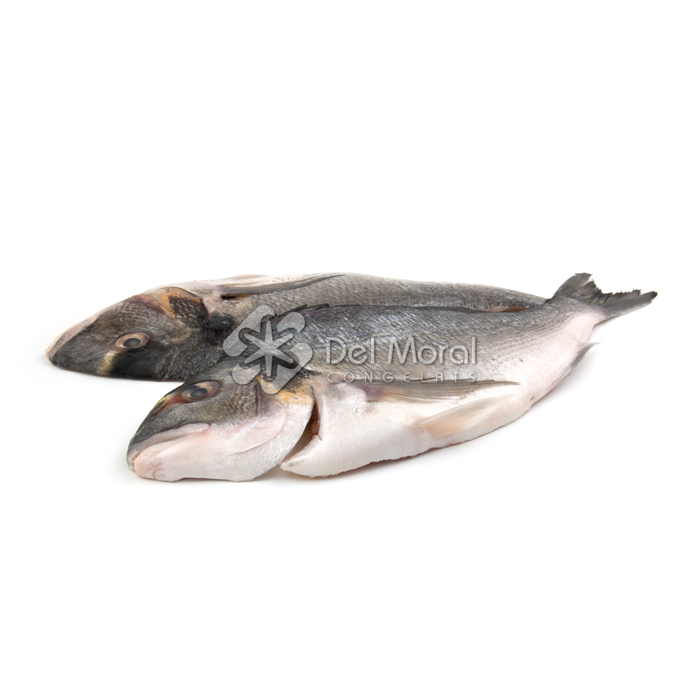DORADA ABIERTA - EUROMAR