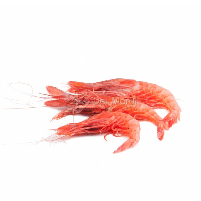 GAMBA ROJA ALISTADA