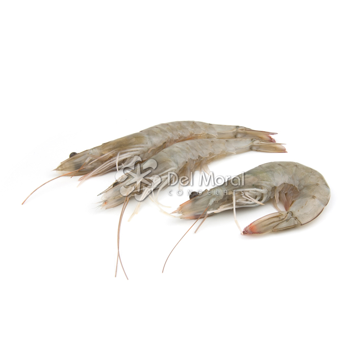 LANGOSTINO VANNAMEI