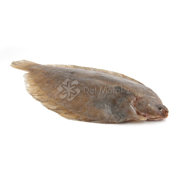 LLENGUADO LIMÓN